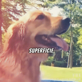 ¡QUE TU PERRO NO LA PASE MAL ESTE VERANO! REFRÉSCALO CON ESTA PISCINA PLEGABLE