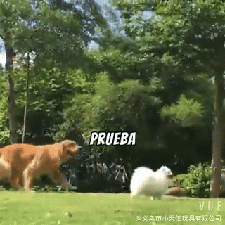 ¡QUE TU PERRO NO LA PASE MAL ESTE VERANO! REFRÉSCALO CON ESTA PISCINA PLEGABLE